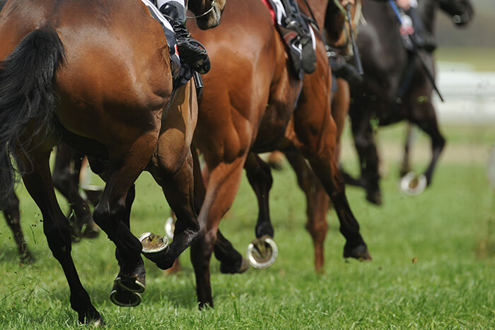 Horse Racing